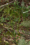 Green rockcress